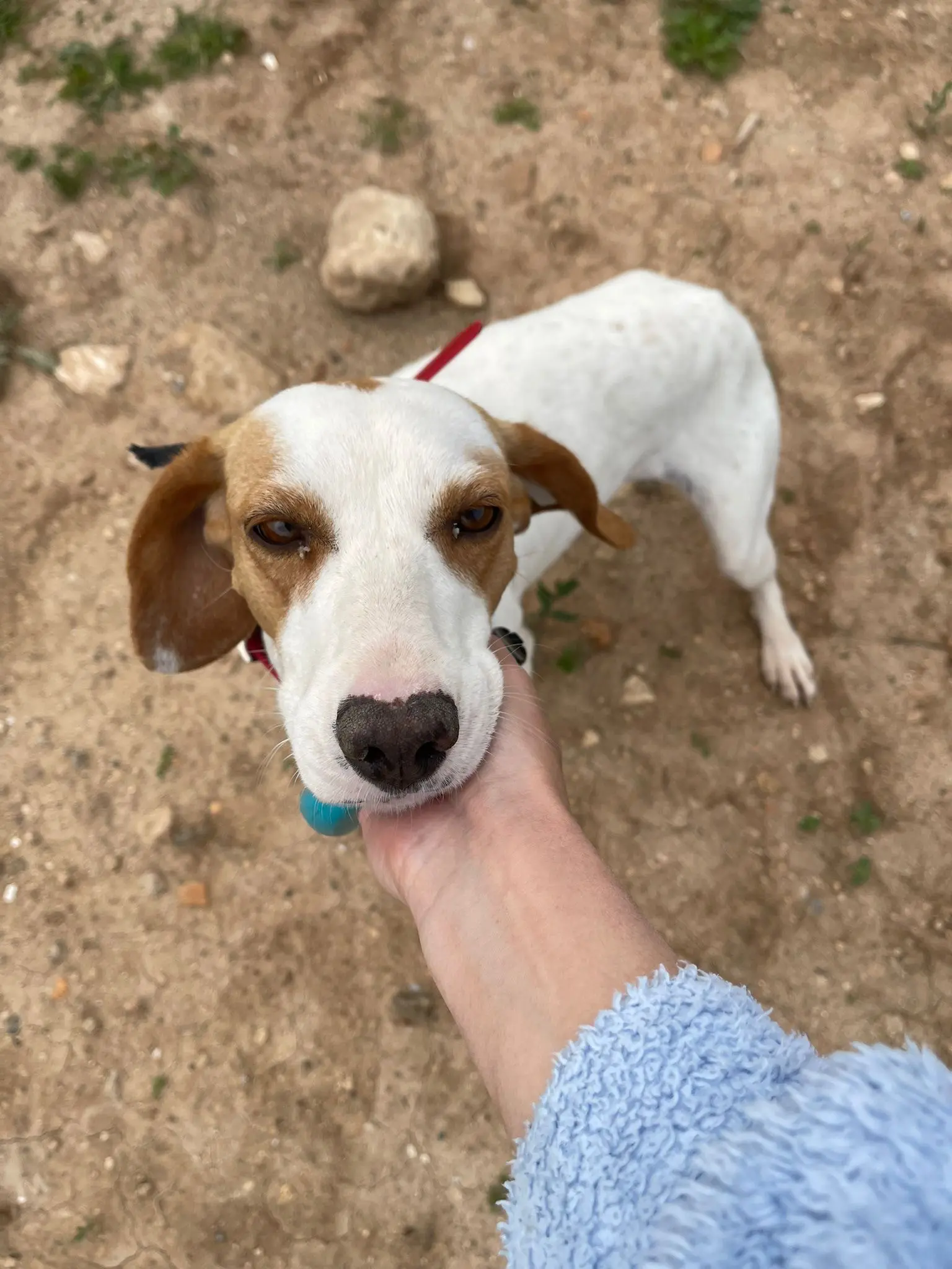 Hope (Adopted Sept 2026)