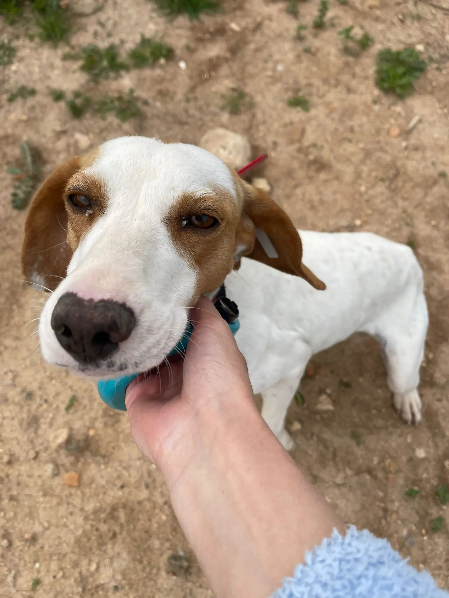 Hope (Adopted Sept 2026)