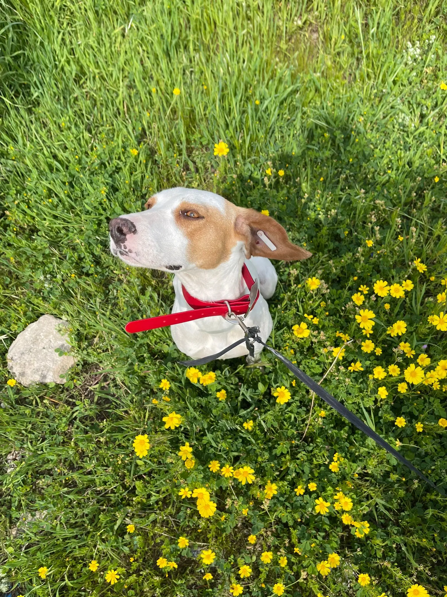 Hope (Adopted Sept 2026)