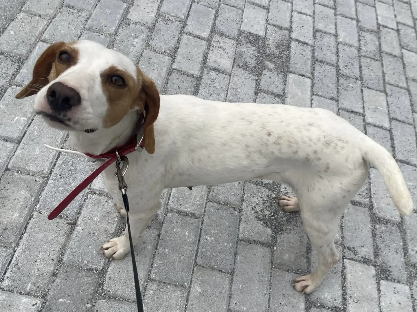 Hope (Adopted Sept 2026)