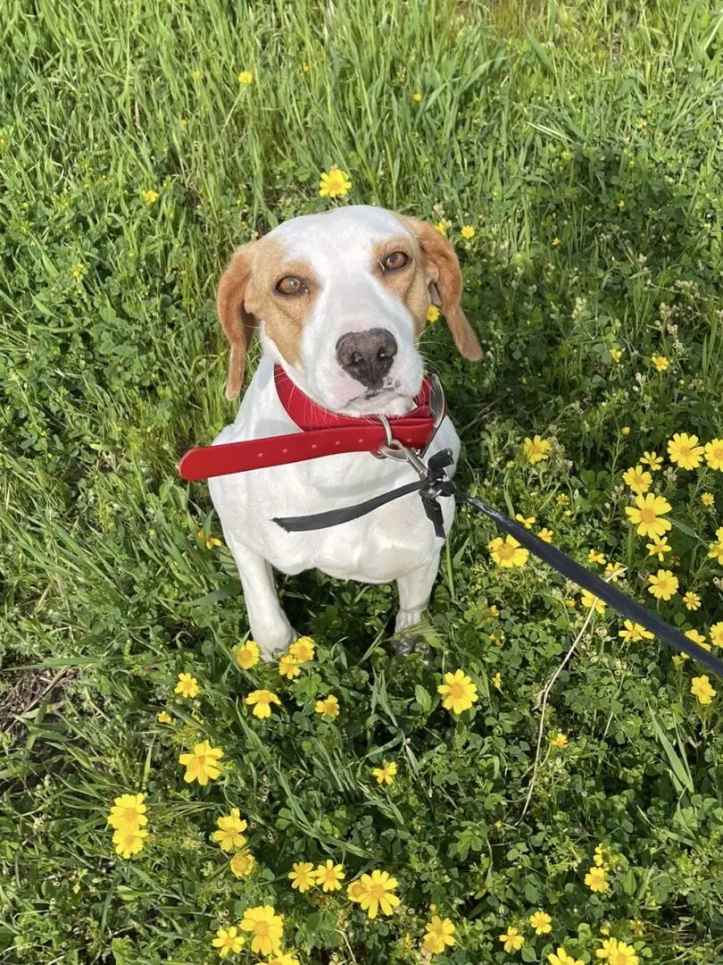 Hope (Adopted Sept 2026)
