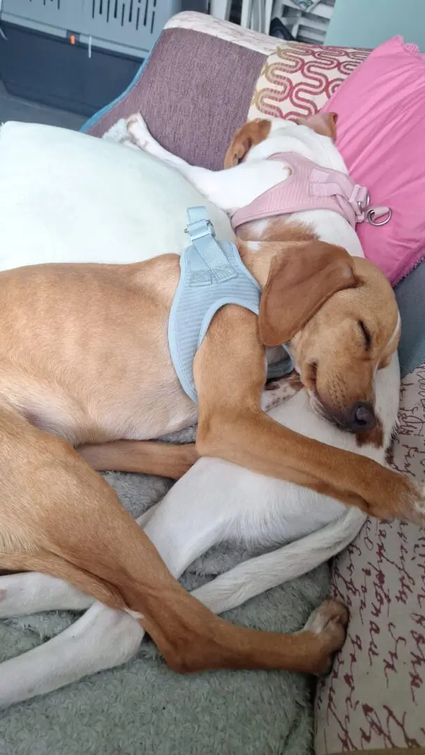 Daisy (Adopted April 2026)