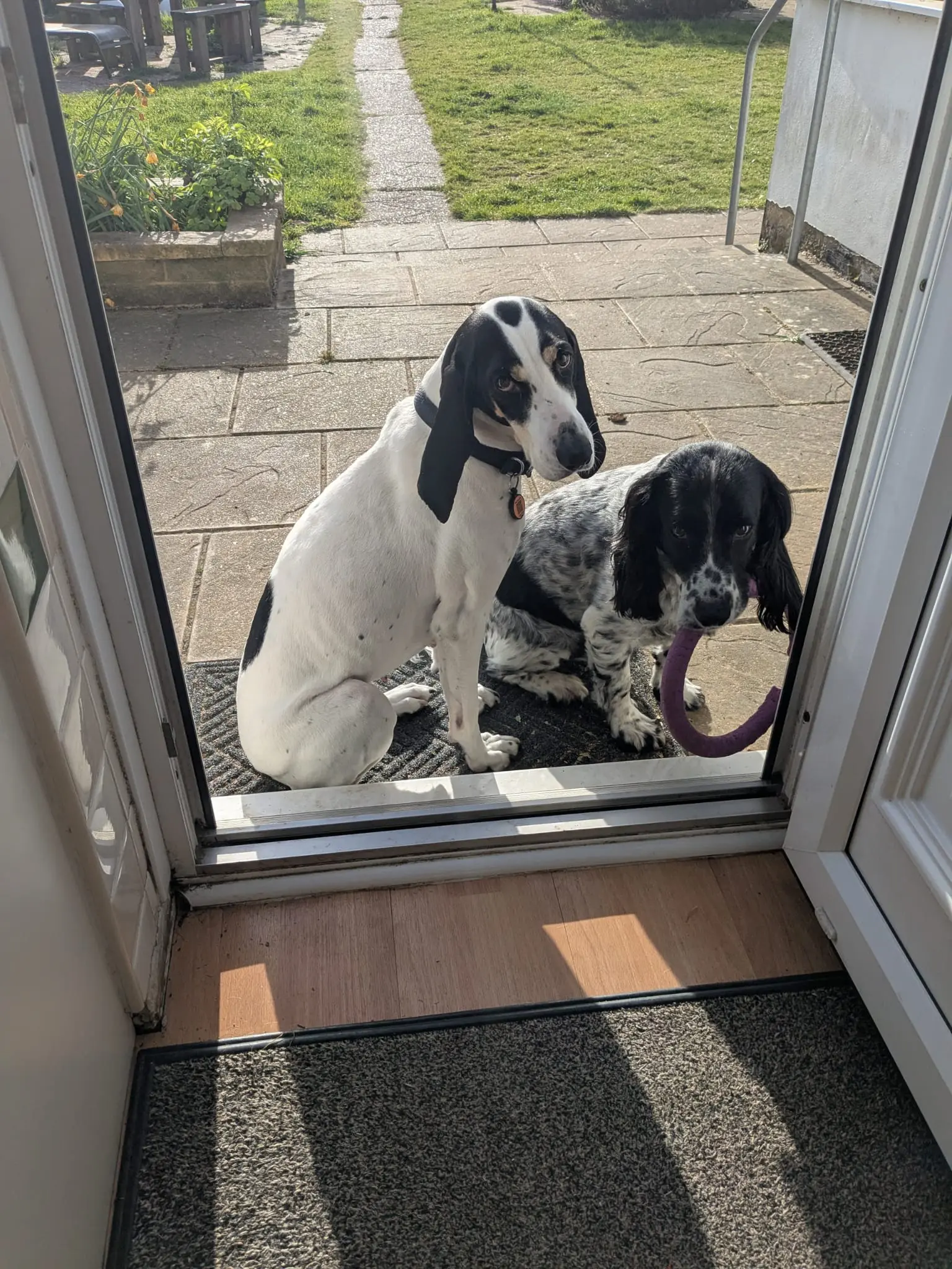 Luna now Wilma (adopted June 2026)