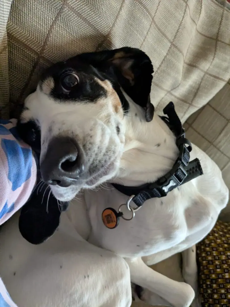 Luna now Wilma (adopted June 2026)