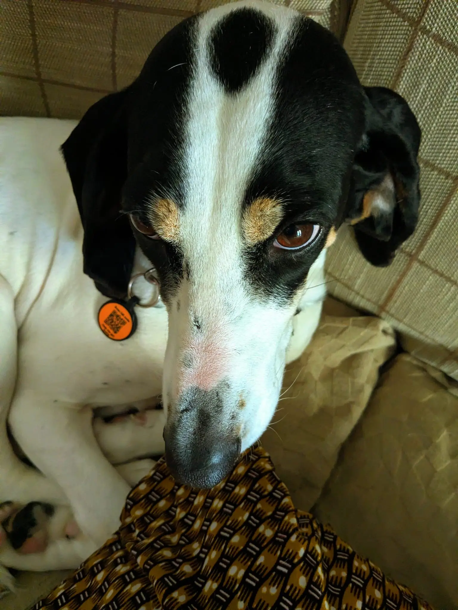 Luna now Wilma (adopted June 2026)