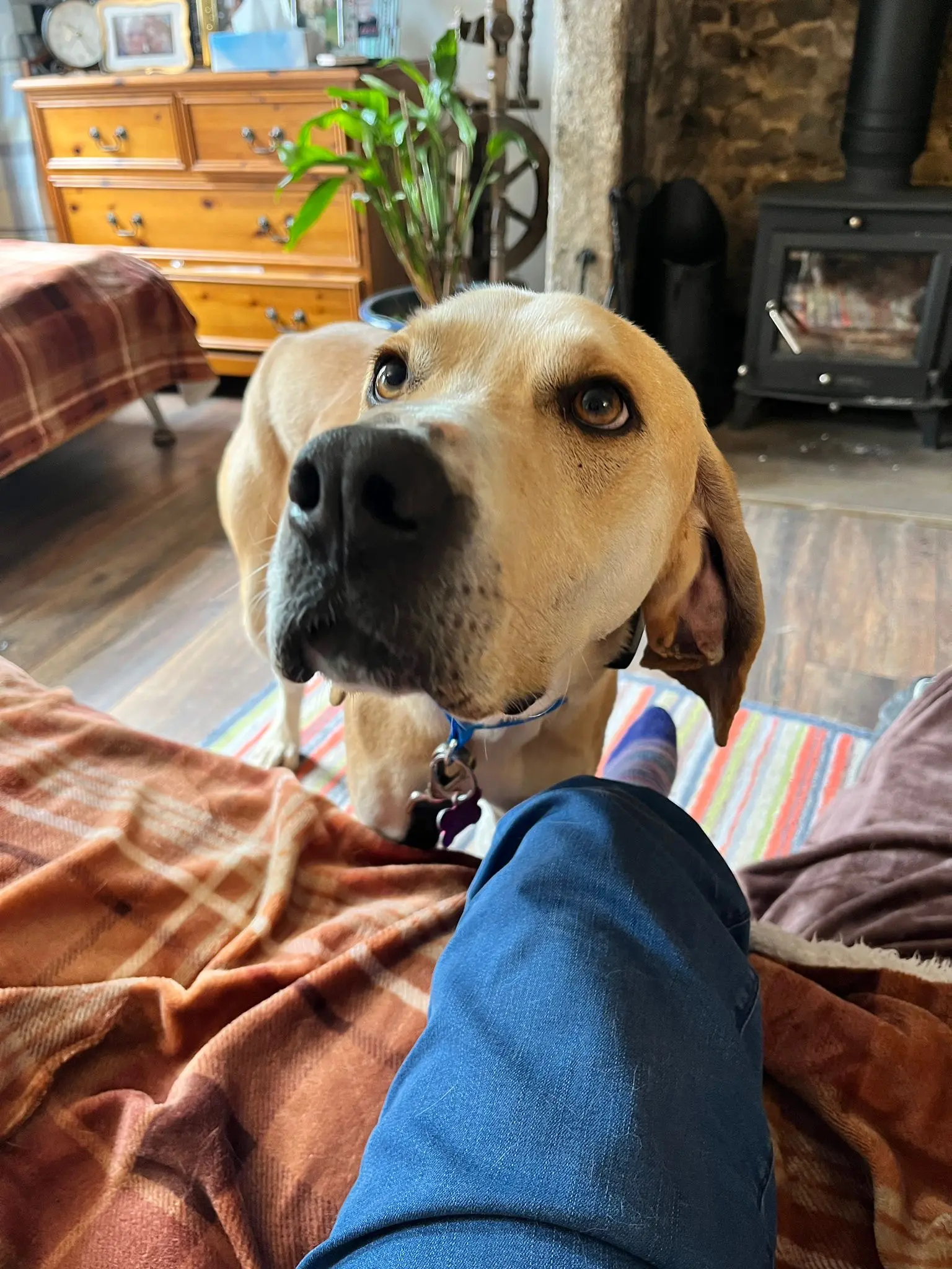 Finlay (Adopted June 2026)