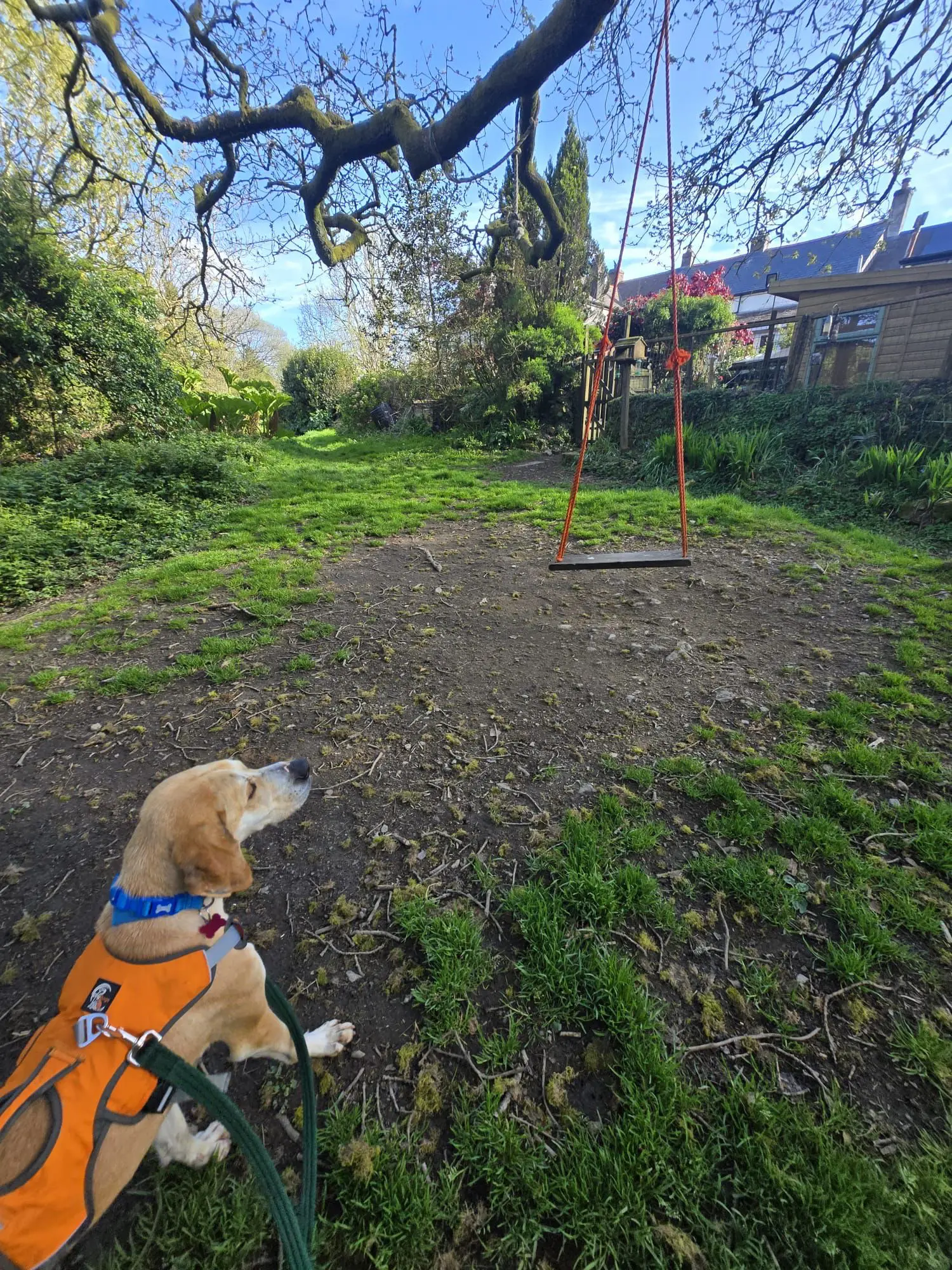Finlay (Adopted June 2026)