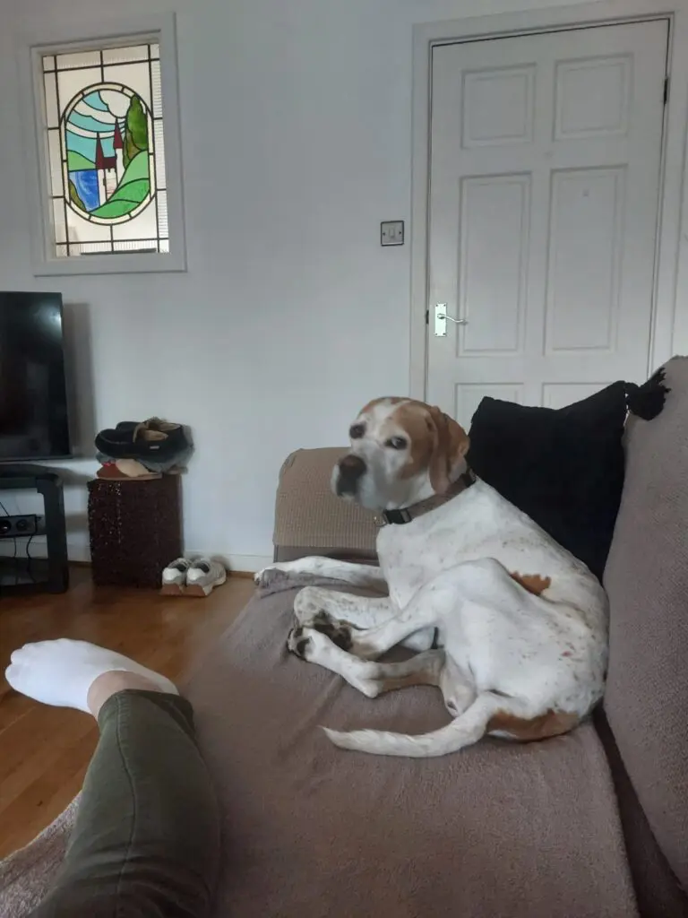 Chula (Adopted May 2026) Thumb
