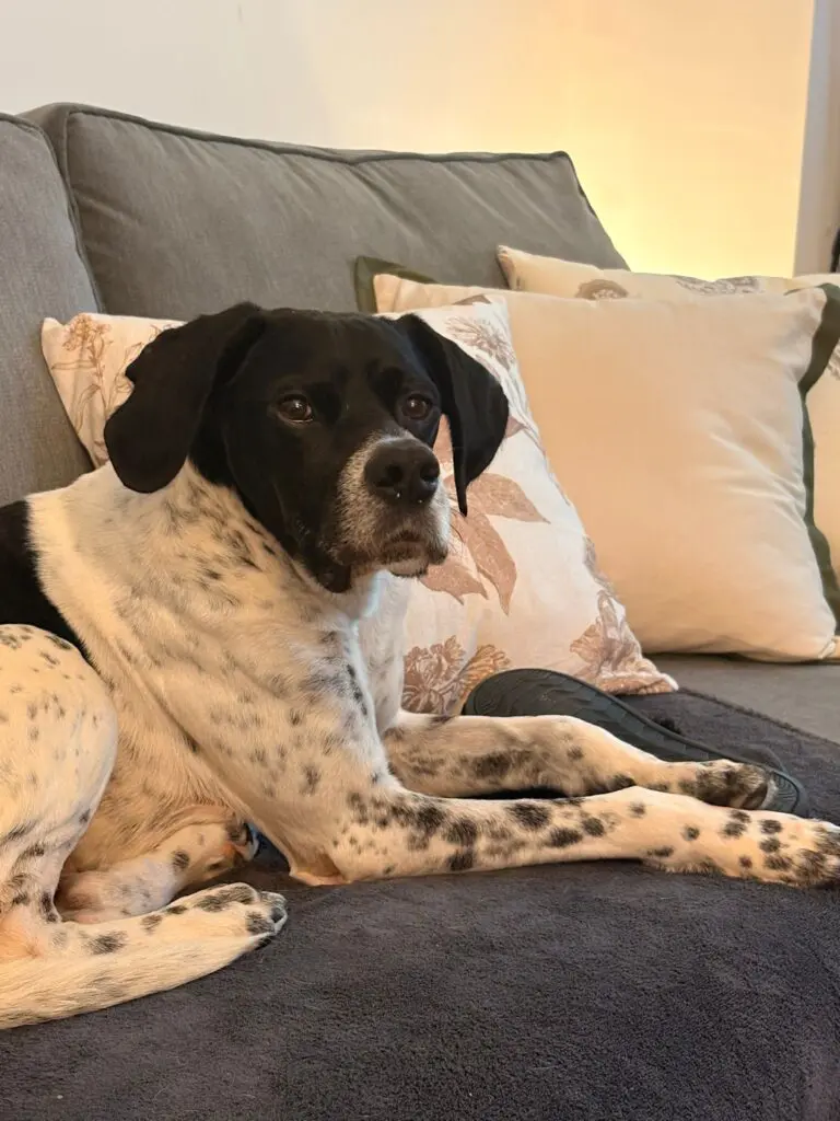 Rufus Thumb