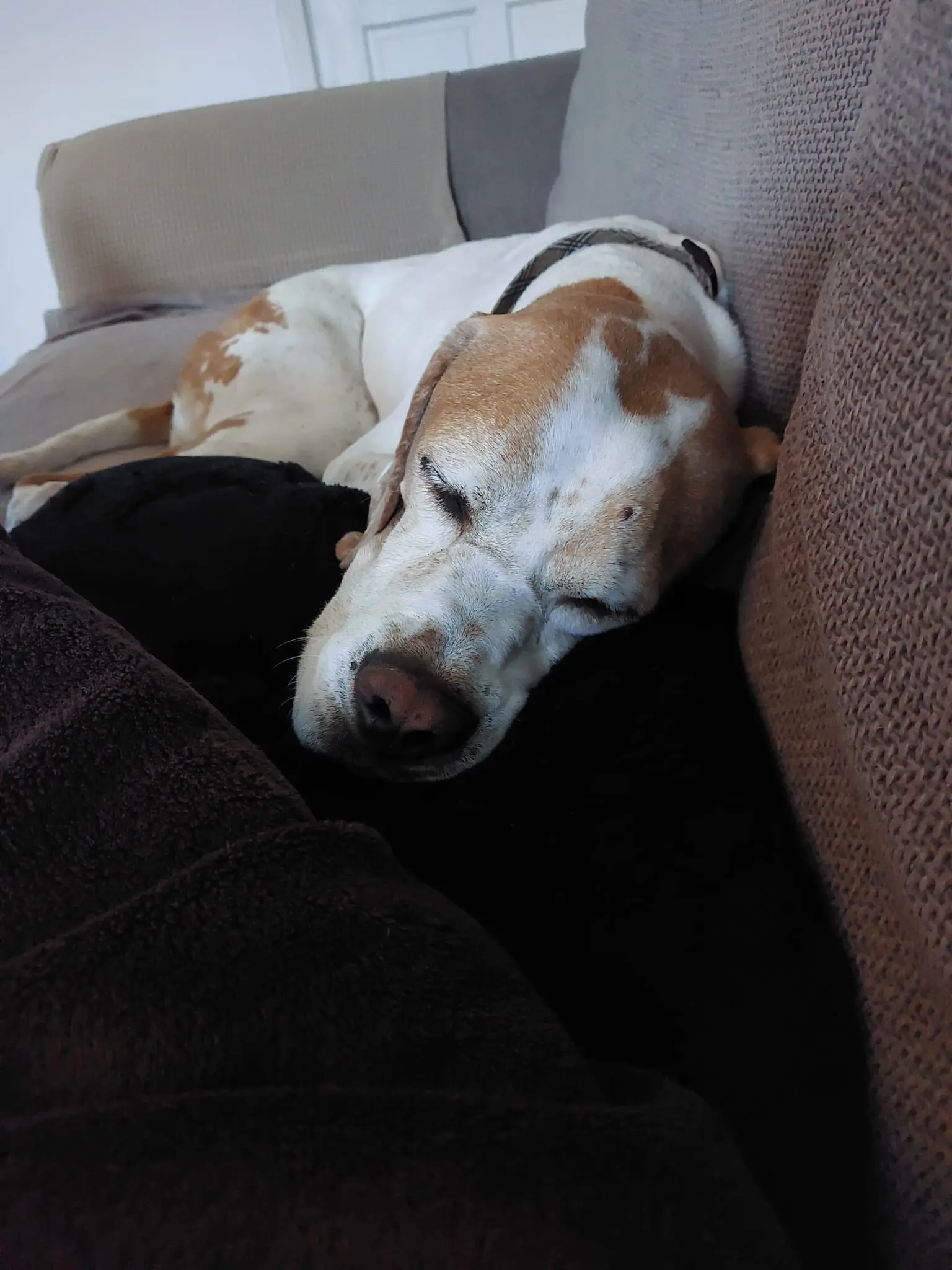 Chula (Adopted May 2026)