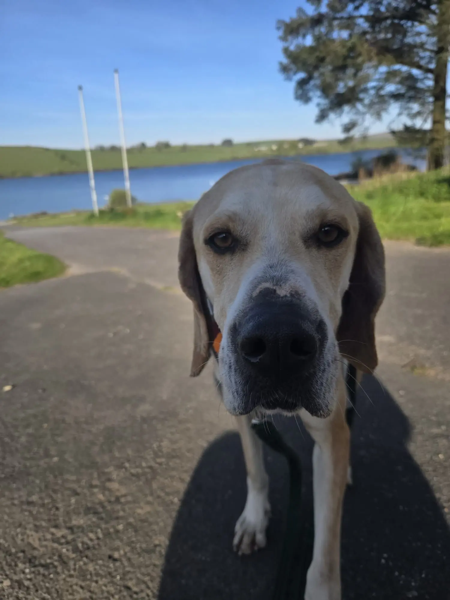 Finlay (Adopted June 2026)