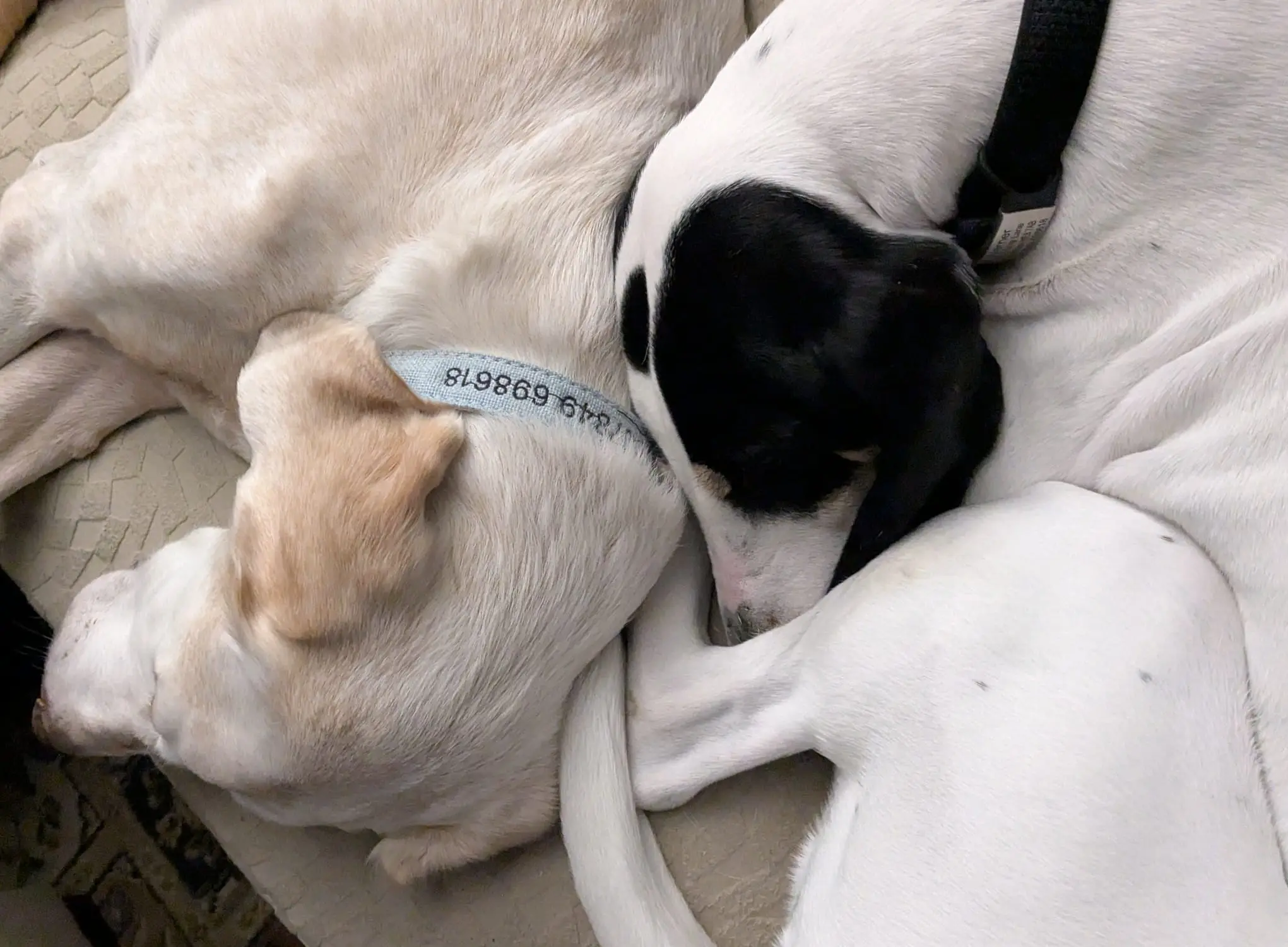 Luna now Wilma (adopted June 2026)
