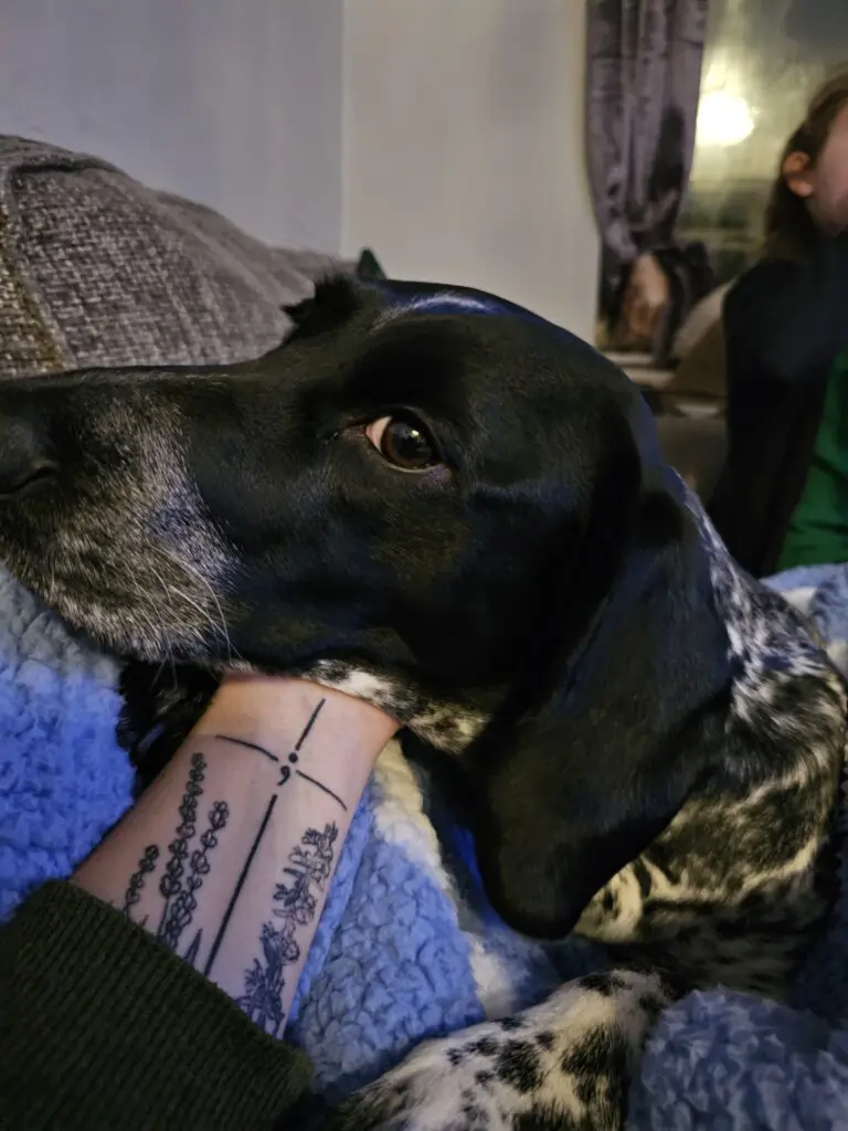 Ruby (Adopted May 2026) Thumb