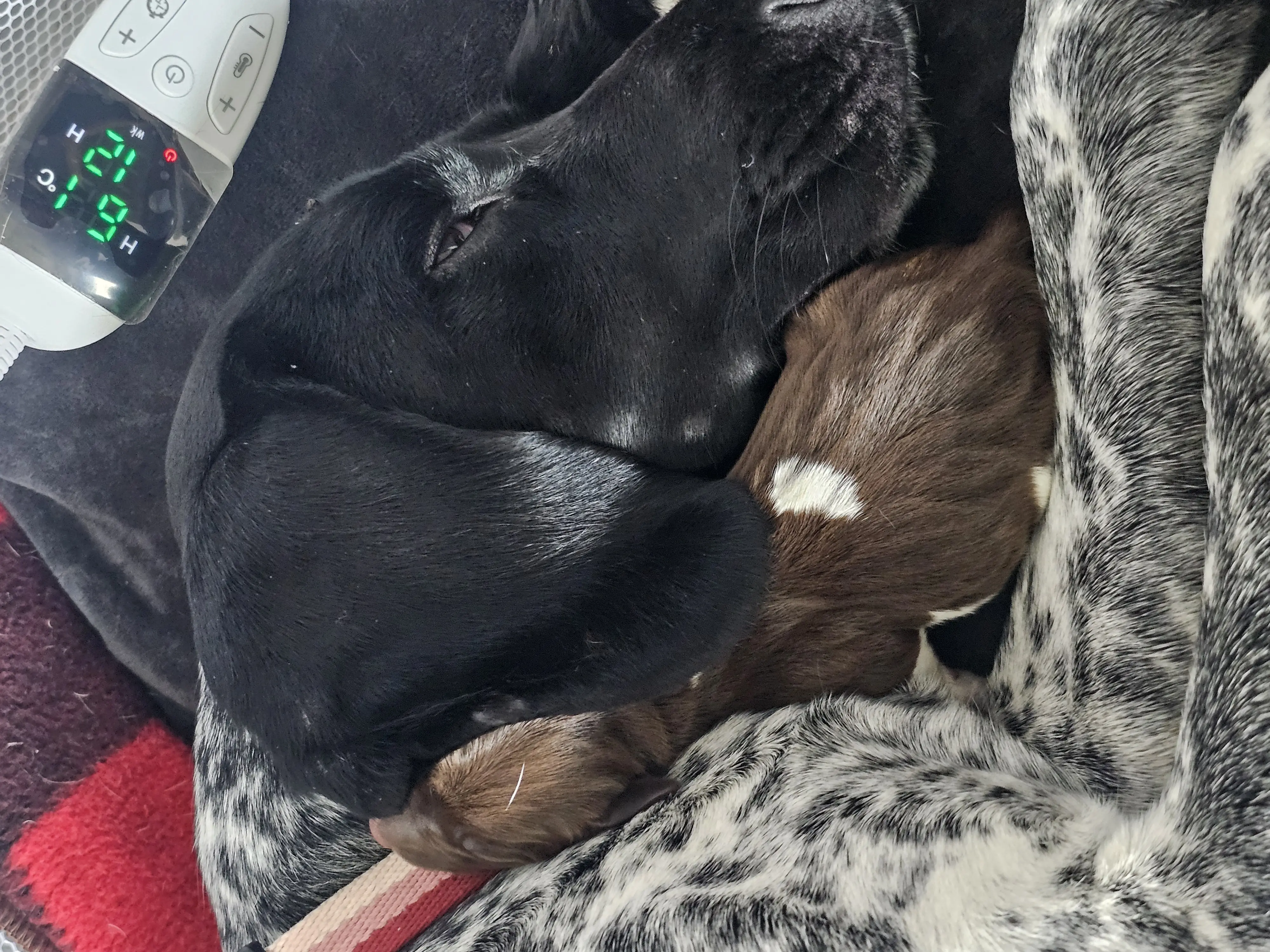 Ruby (Adopted May 2026)