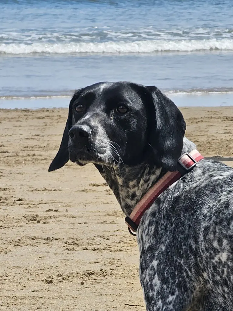 Ruby (Adopted May 2026) Thumb