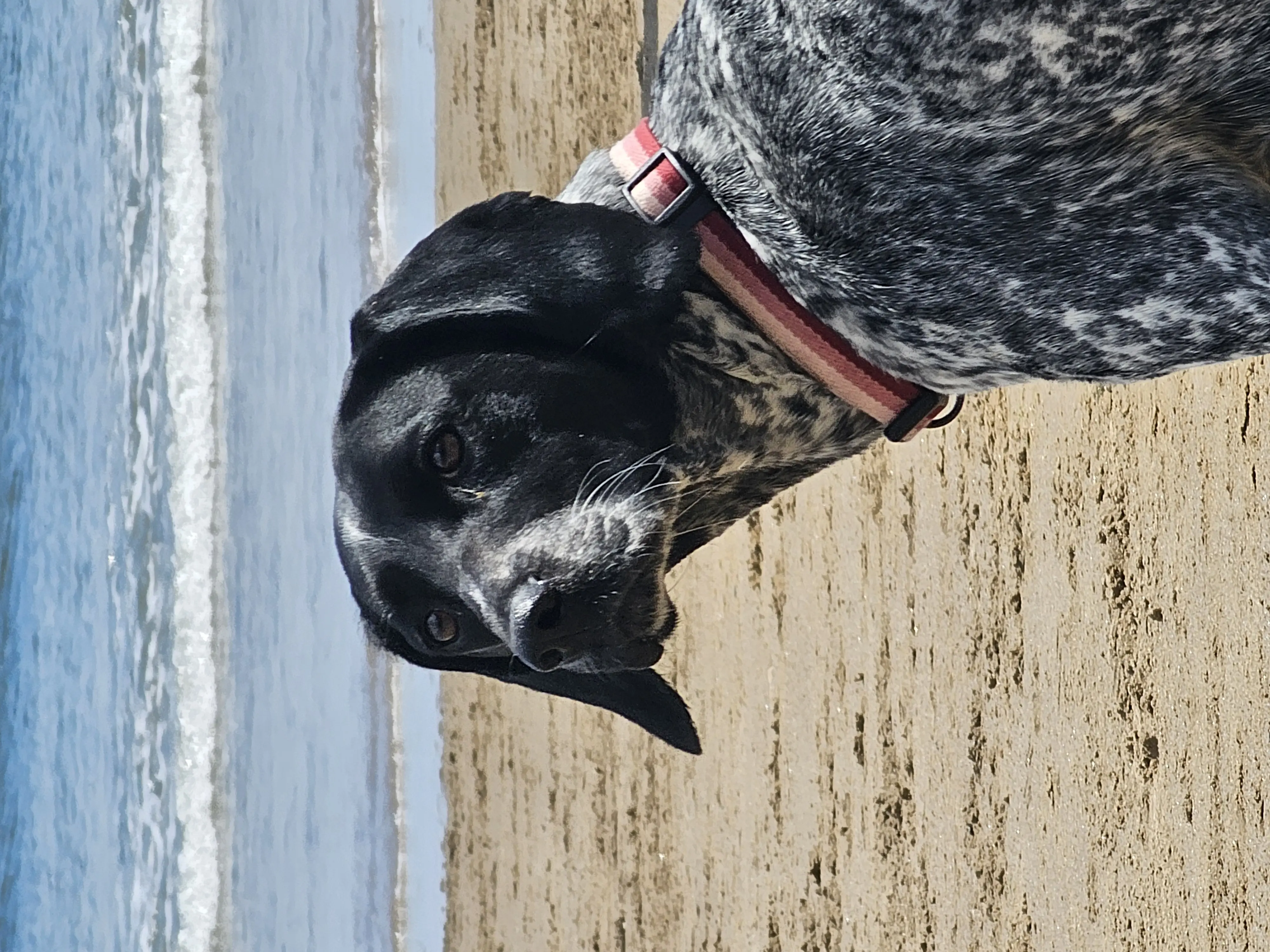 Ruby (Adopted May 2026)