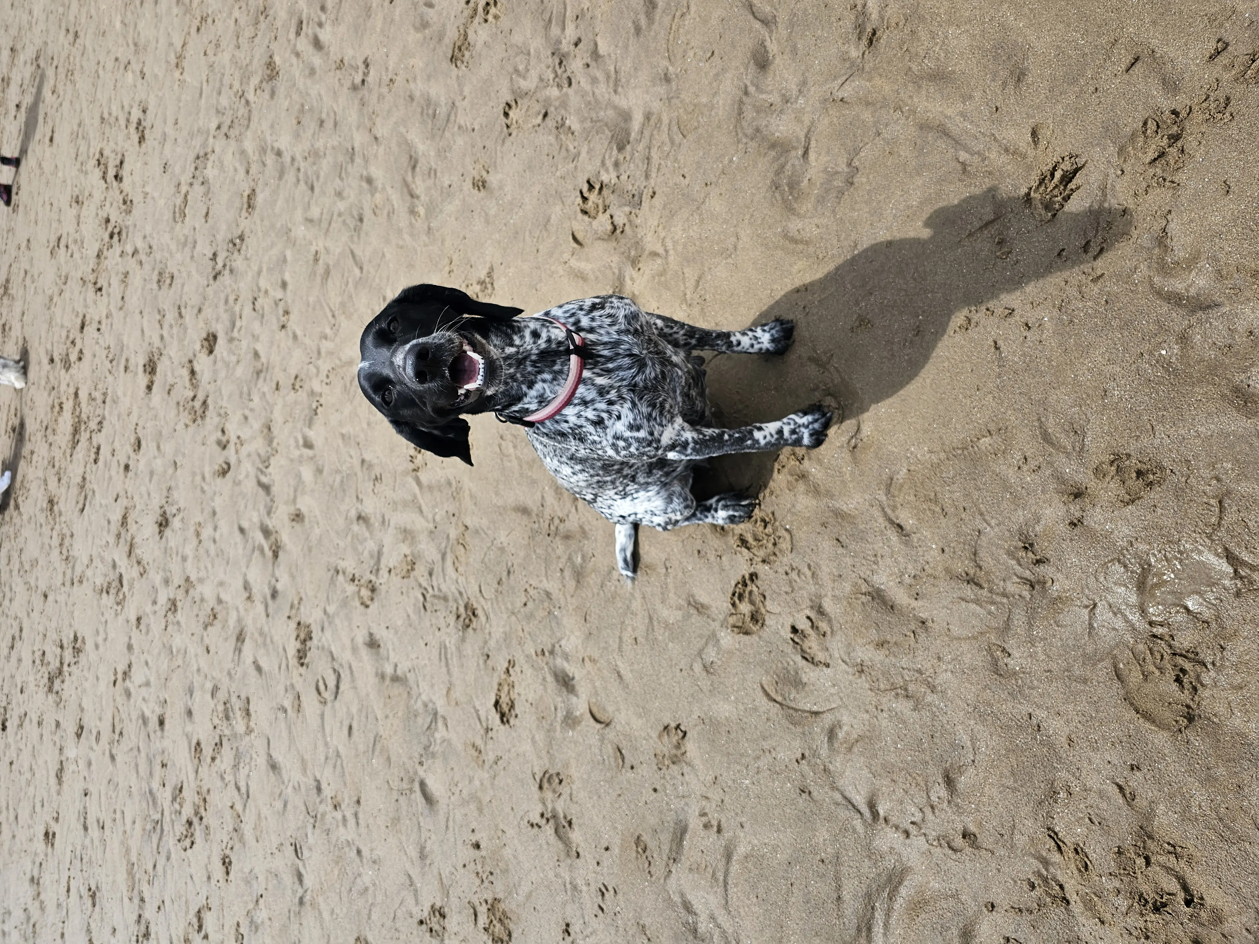 Ruby (Adopted May 2026)