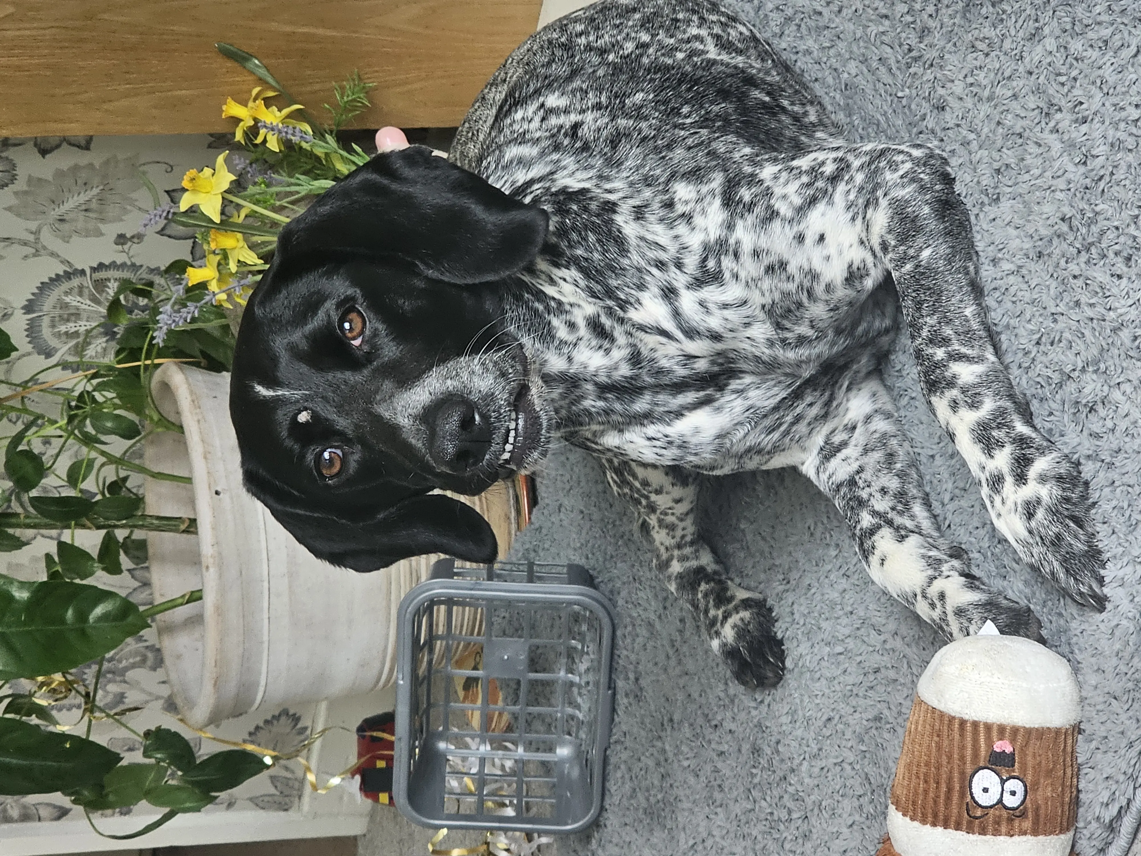 Ruby (Adopted May 2026)