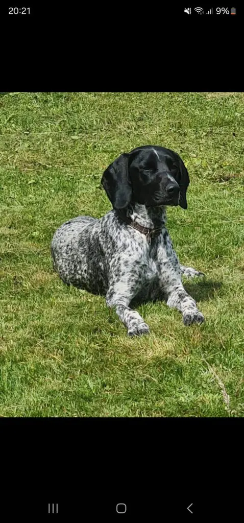 Ruby (Adopted May 2026) Thumb