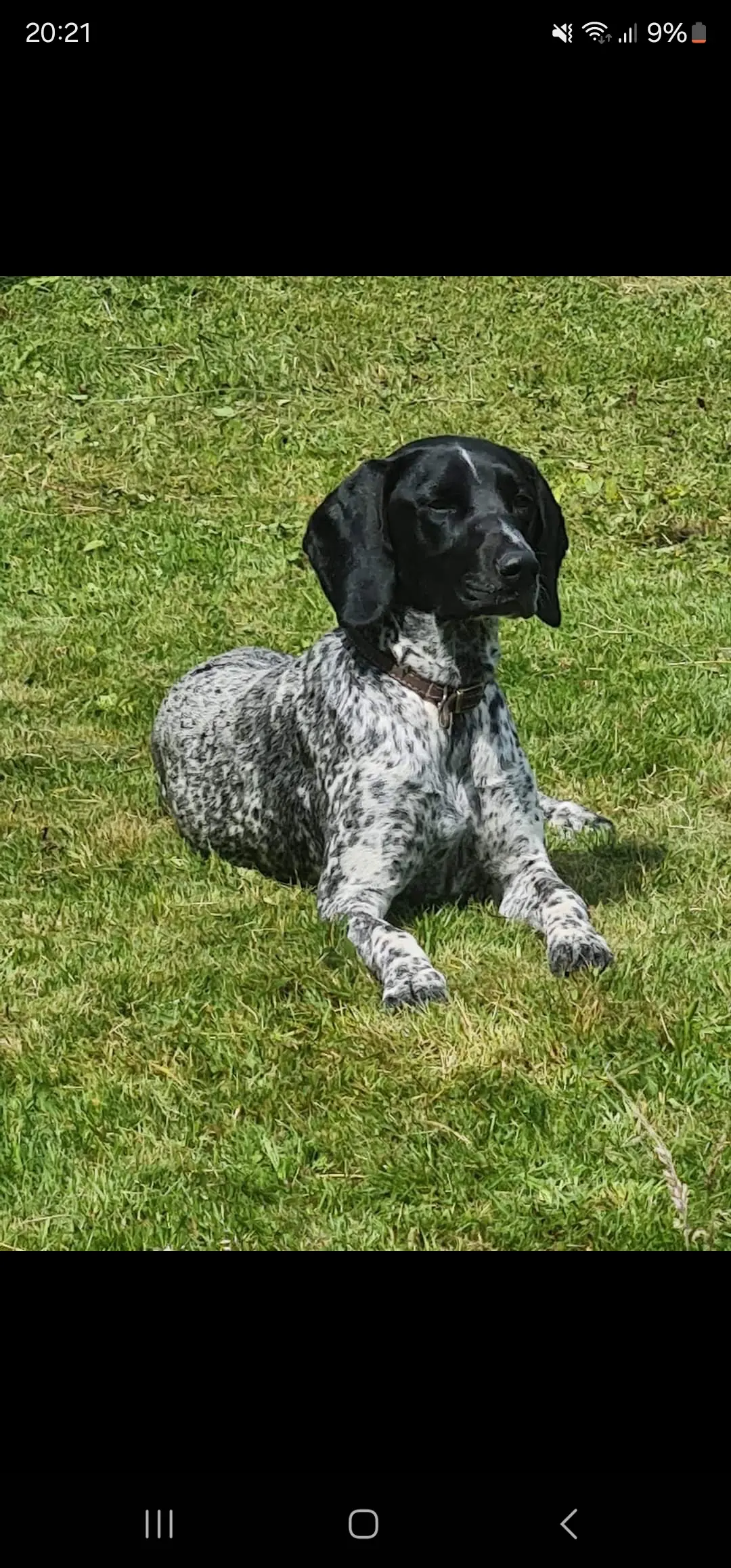 Ruby (Adopted May 2026)