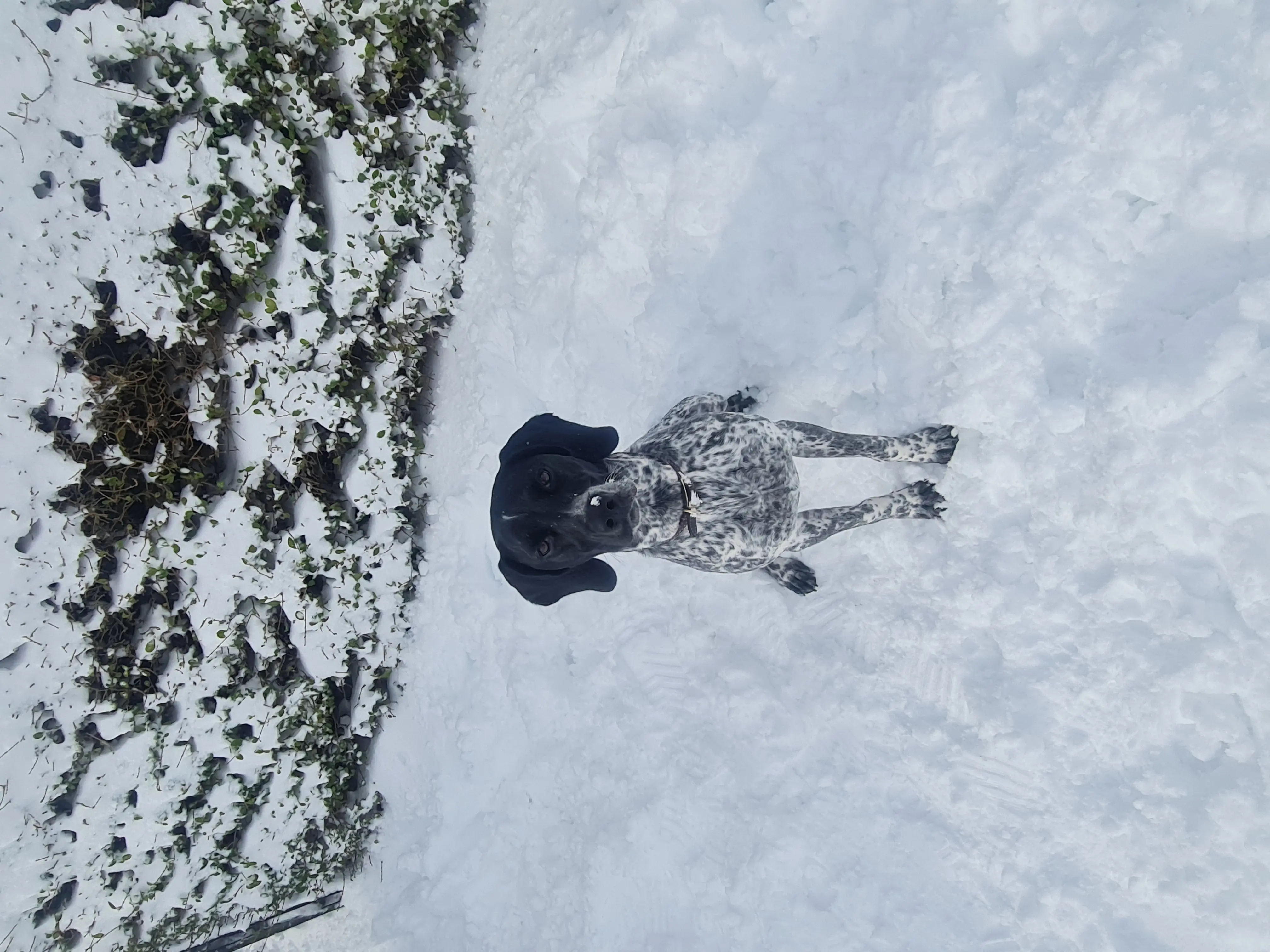 Ruby (Adopted May 2026)
