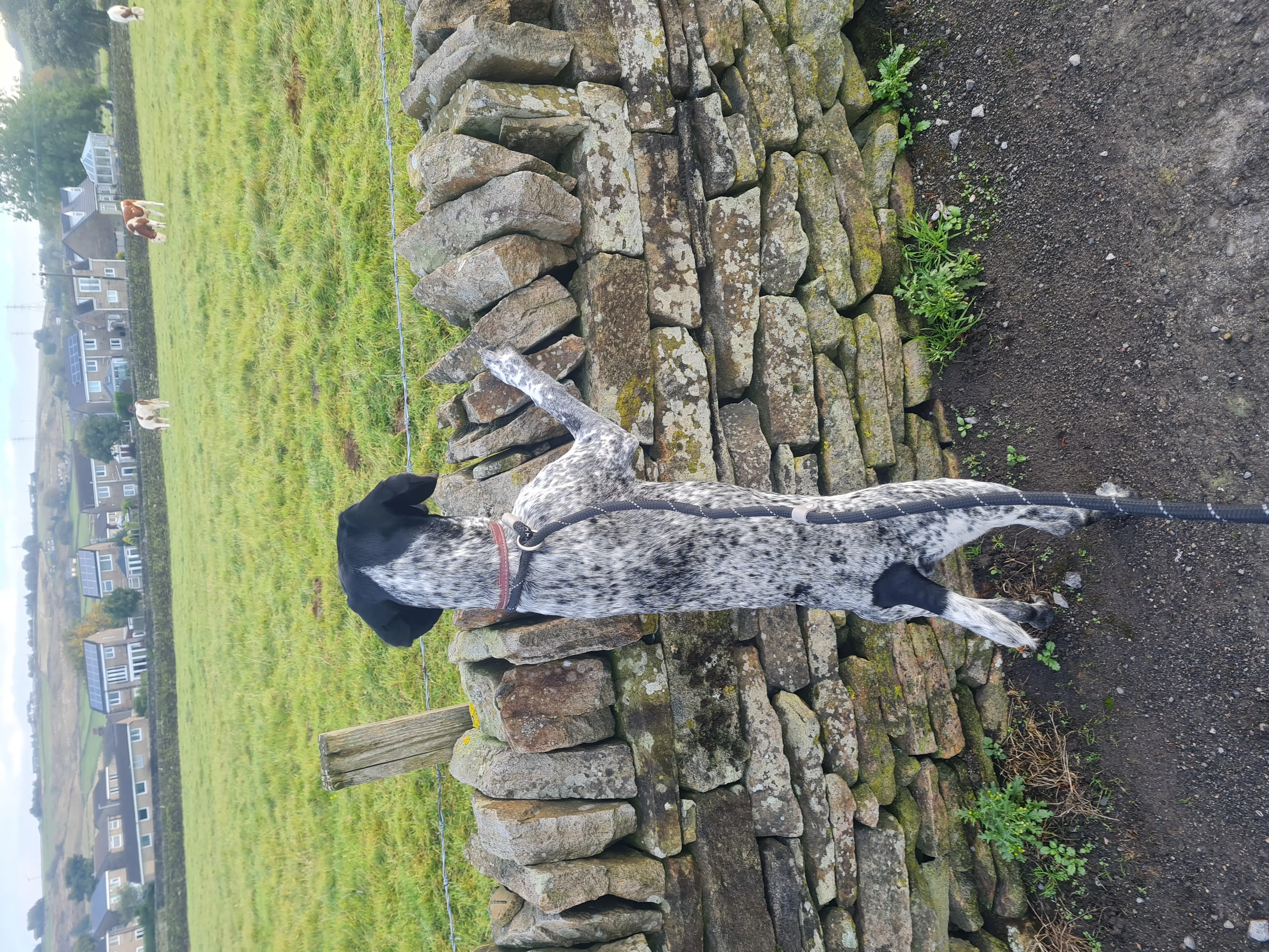 Ruby (Adopted May 2026)