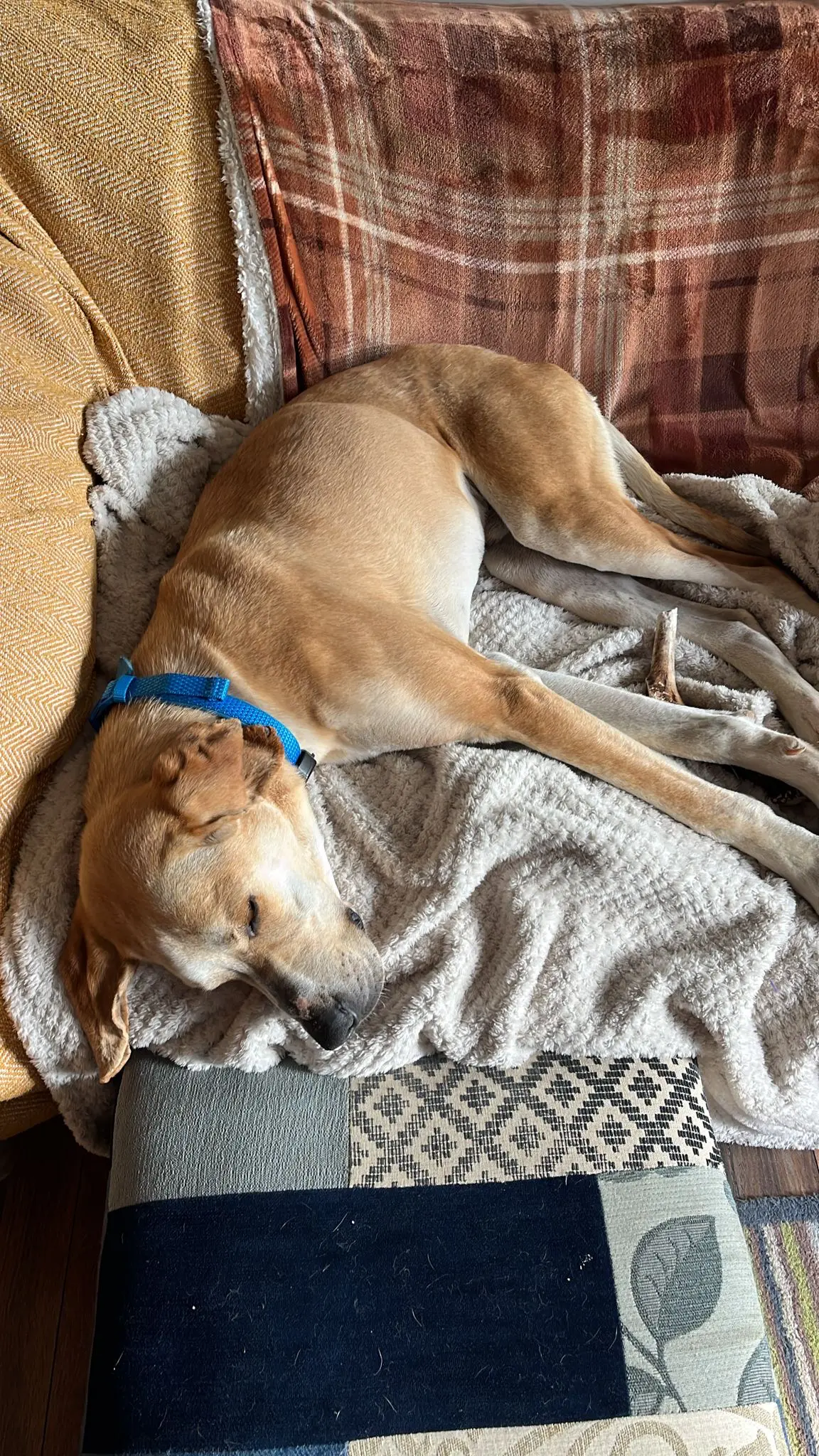 Finlay (Adopted June 2026)