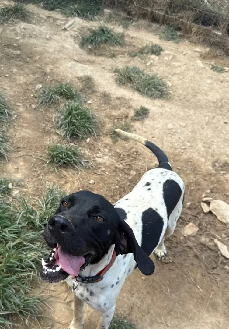 Peter (adopted June 2026)