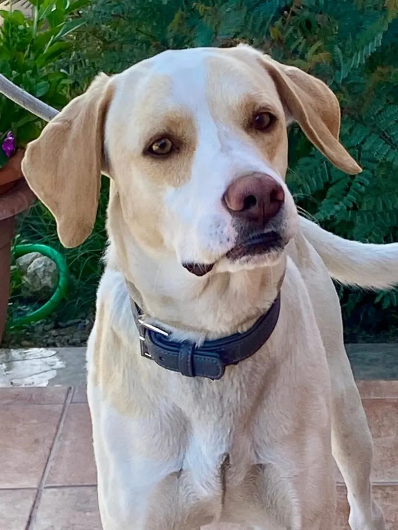 Simba (adopted July 2026)