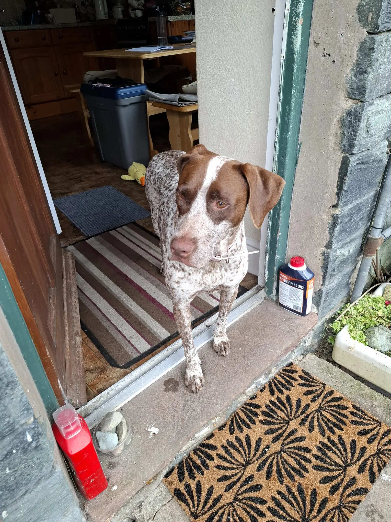 Lola (adopted July 2026)