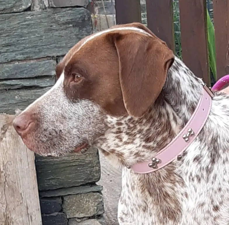 Lola (adopted July 2026)