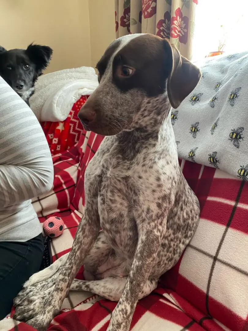 Lola (adopted July 2026)
