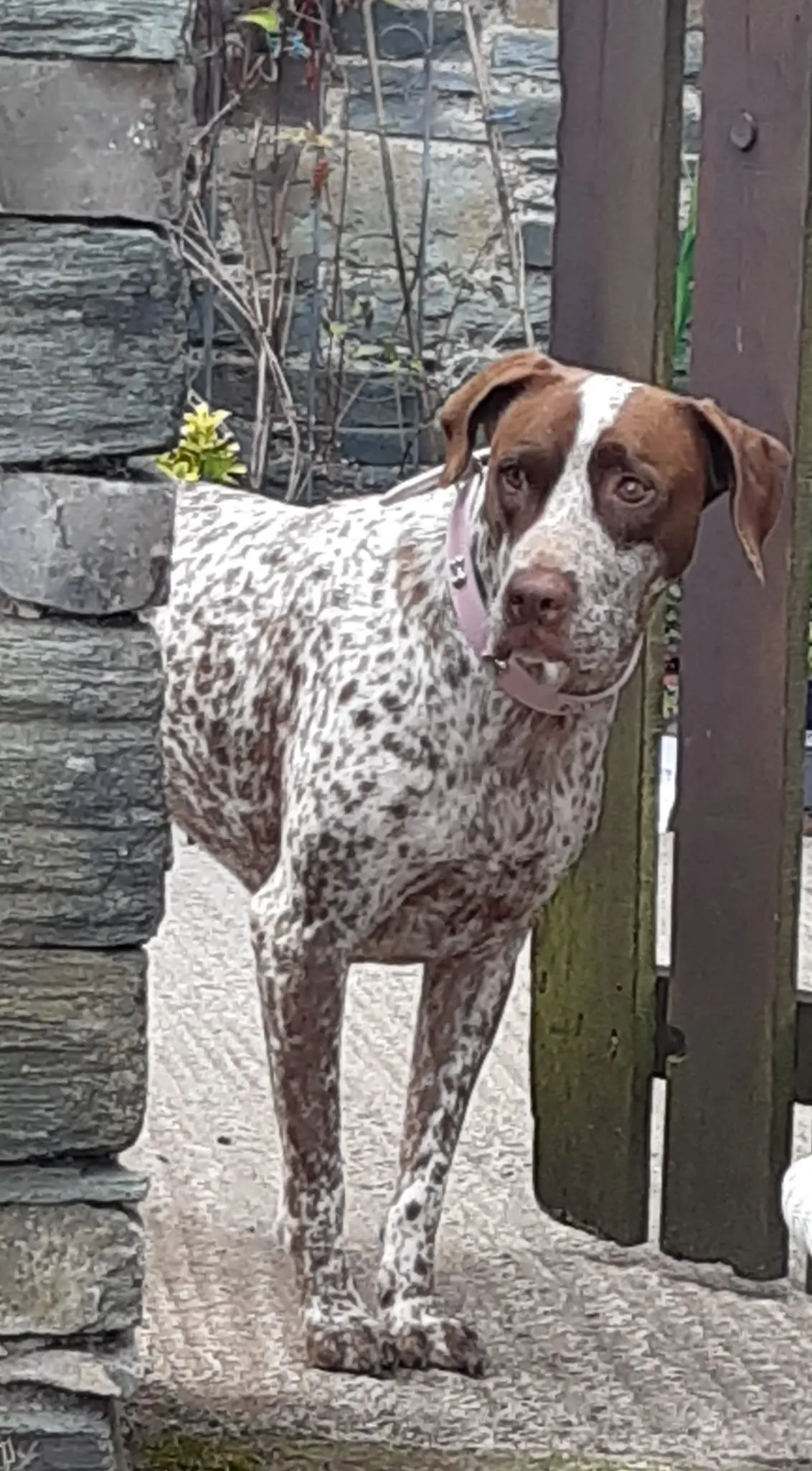 Lola (adopted July 2026)