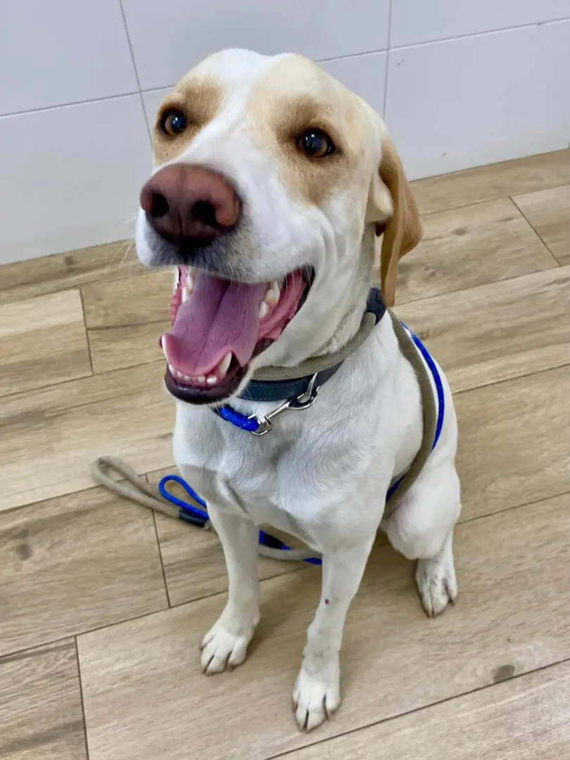 Simba (adopted July 2026)