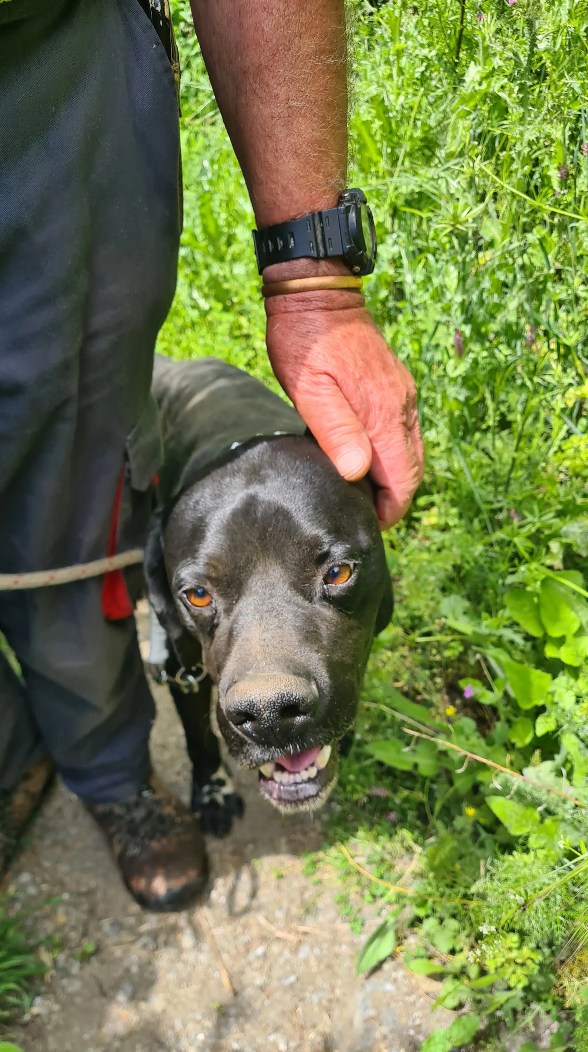 Rolo (adopted July 2026)