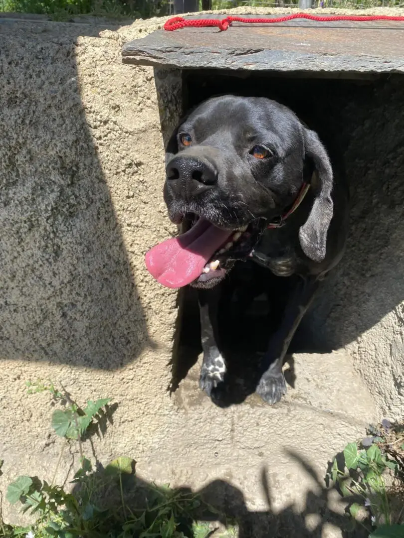 Rolo (adopted July 2026)