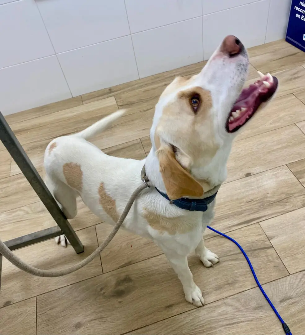 Simba (adopted July 2026)