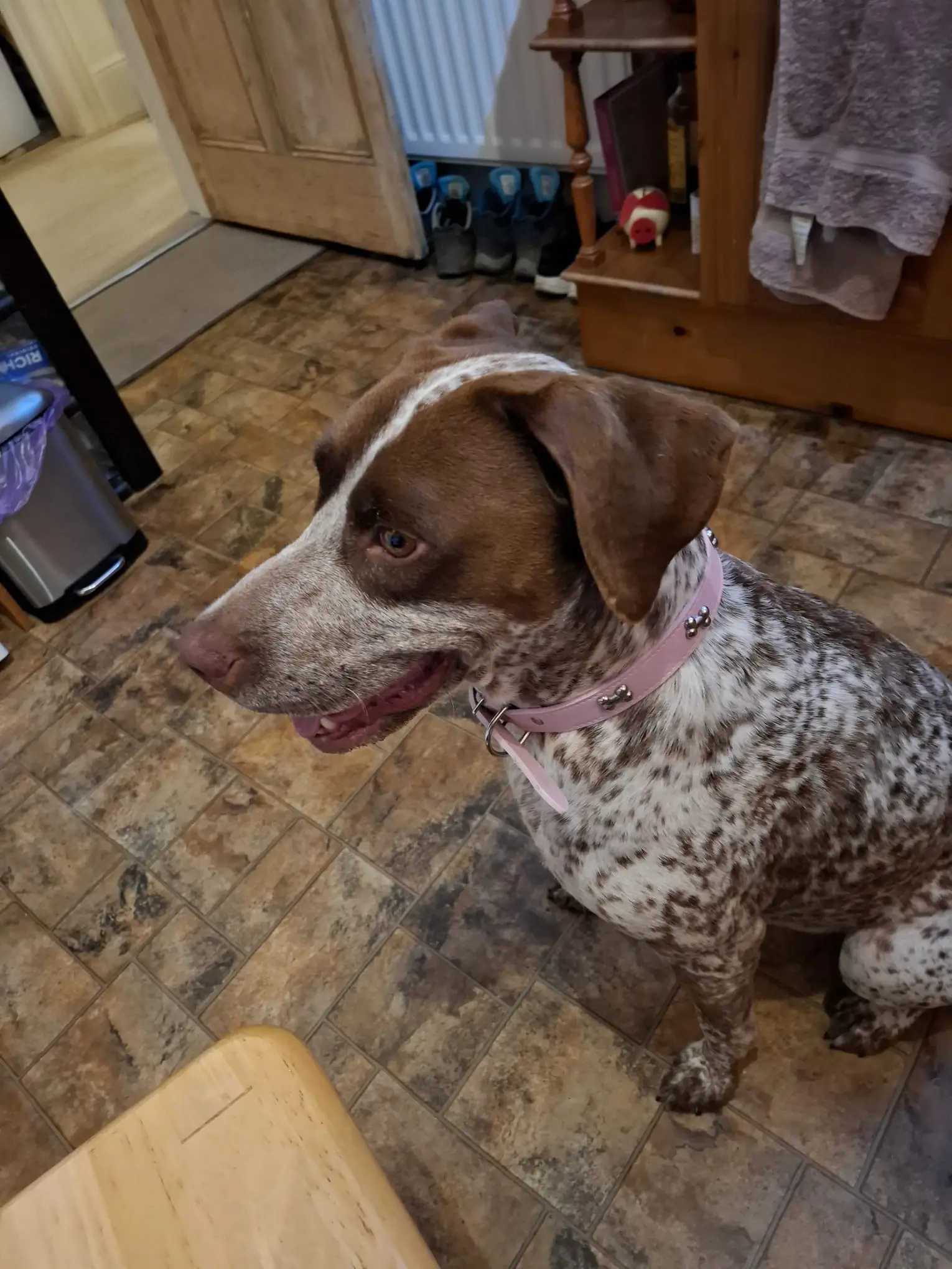 Lola (adopted July 2026)