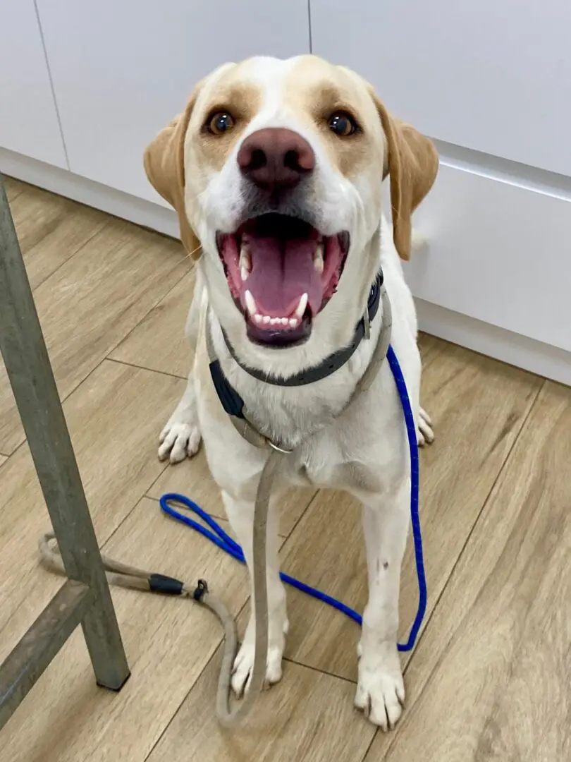 Simba (adopted July 2026)