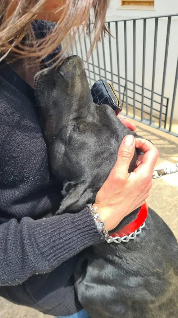 Rolo (adopted July 2026) Thumb