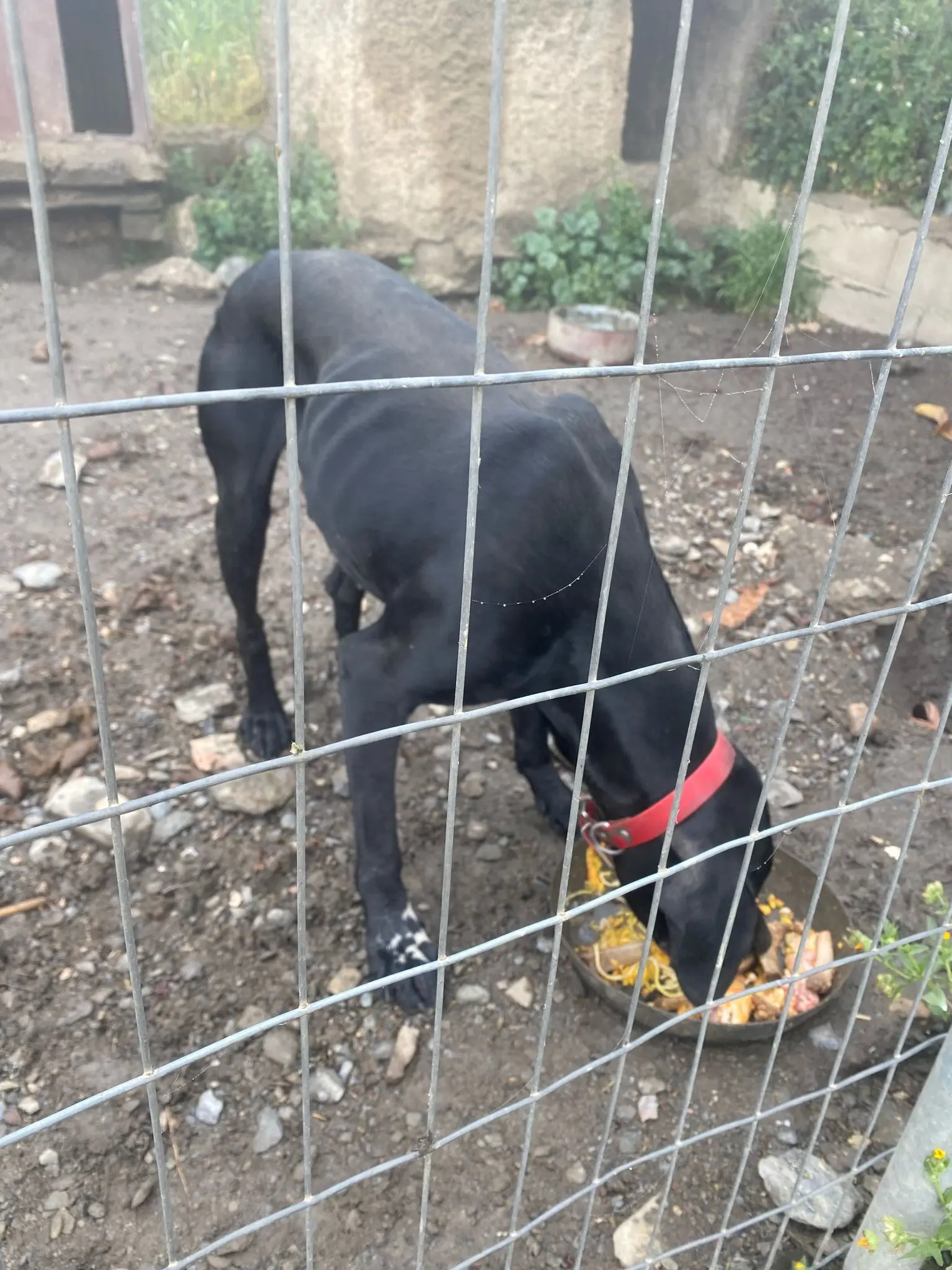 Rolo (adopted July 2026)