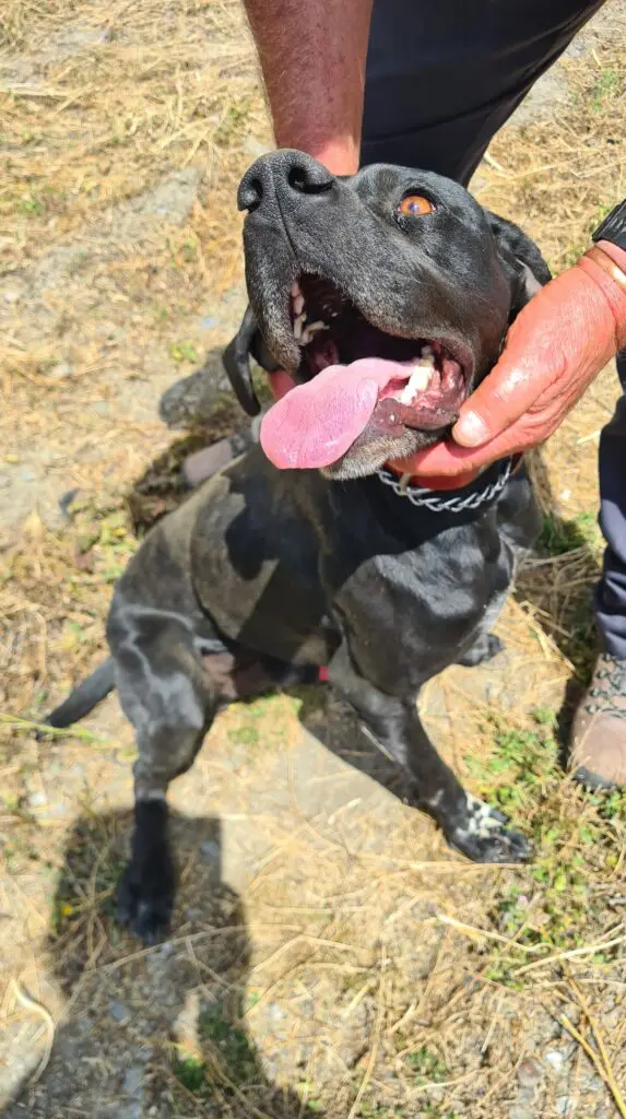 Rolo (adopted July 2026) Thumb