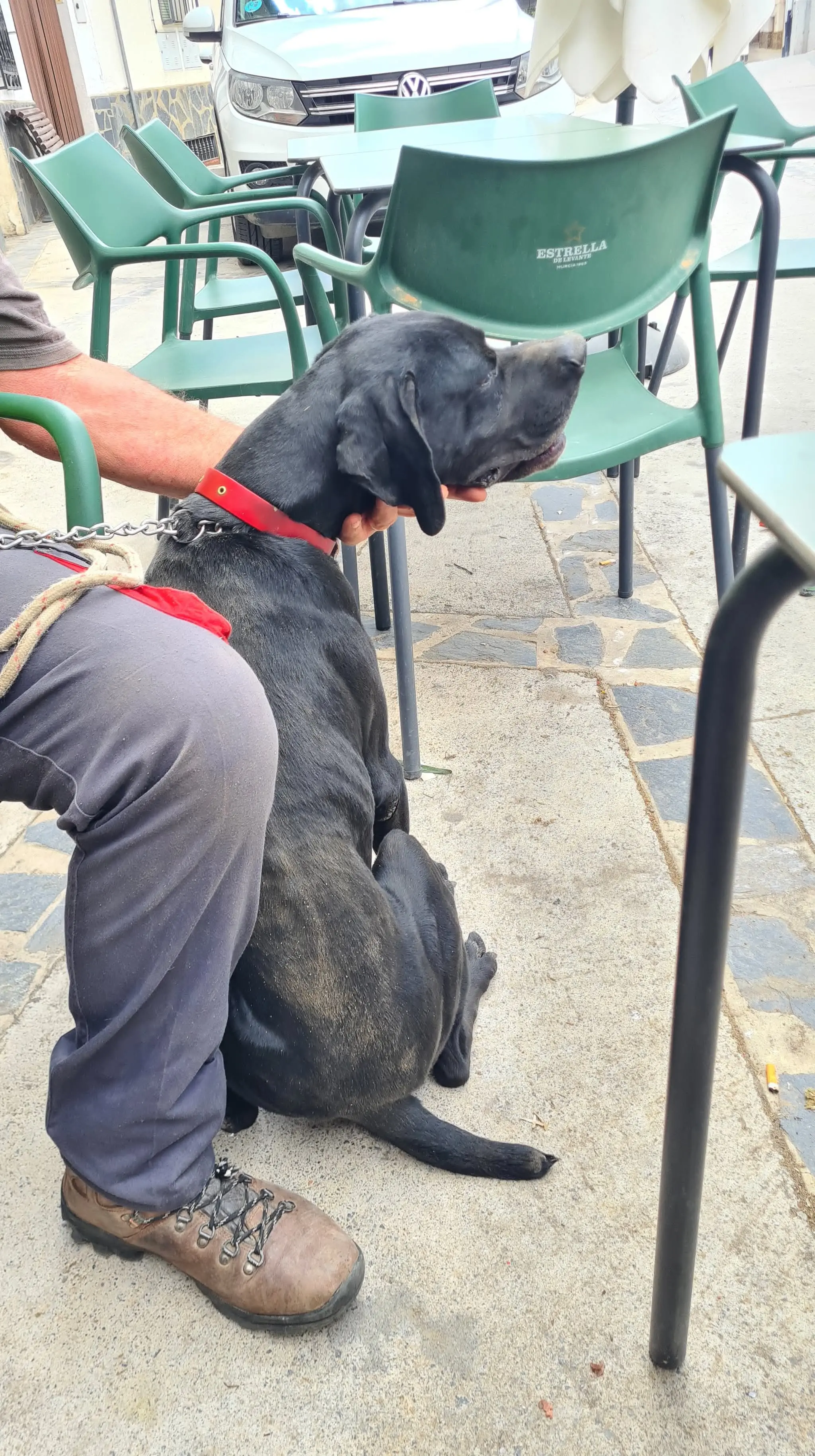 Rolo (adopted July 2026)