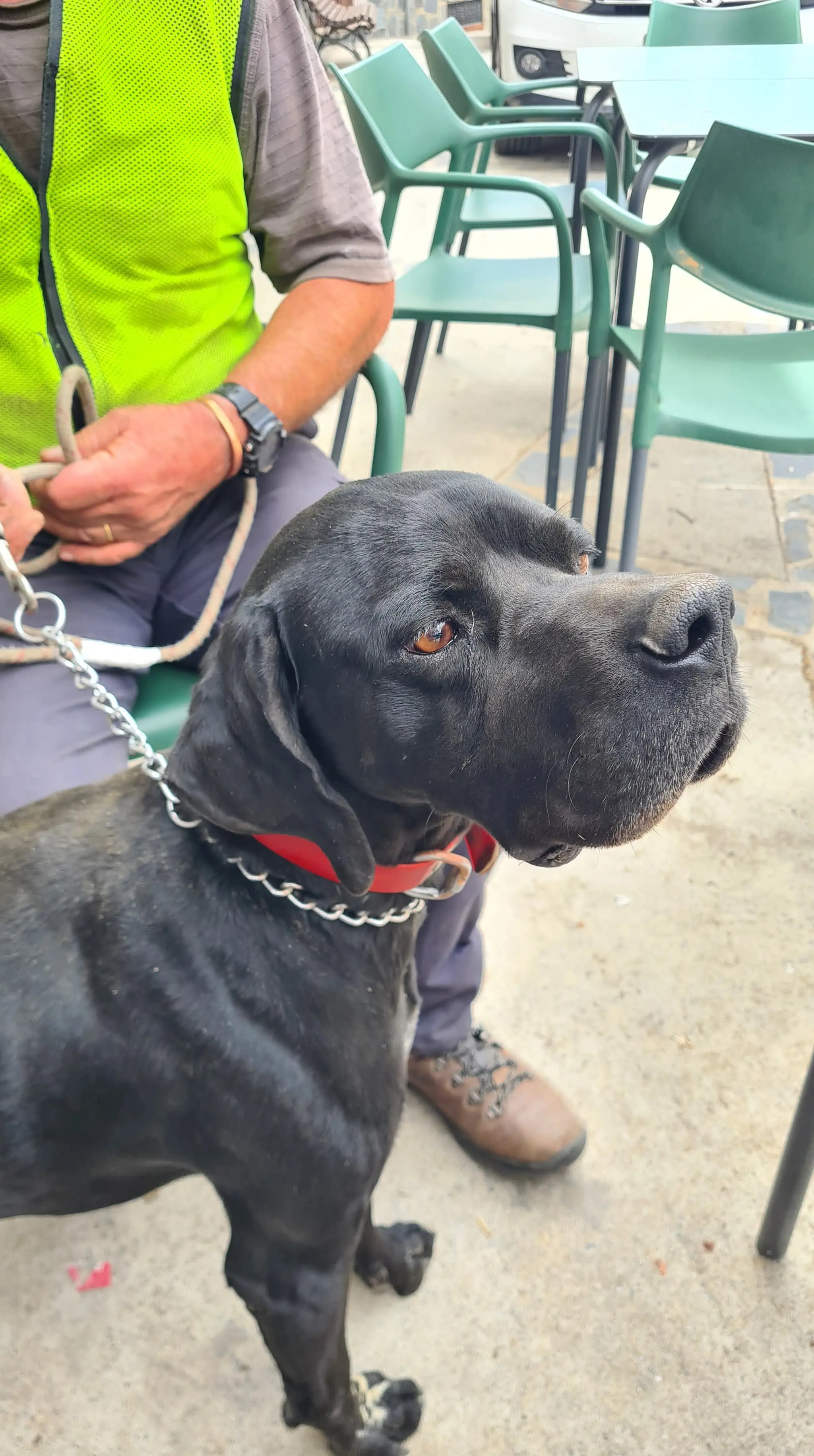 Rolo (adopted July 2026)