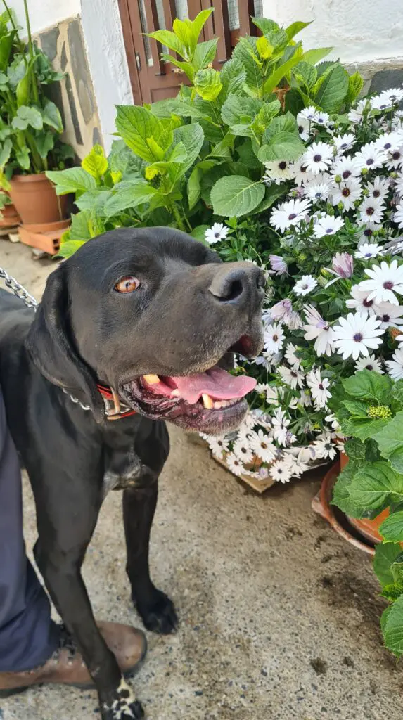 Rolo (adopted July 2026) Thumb