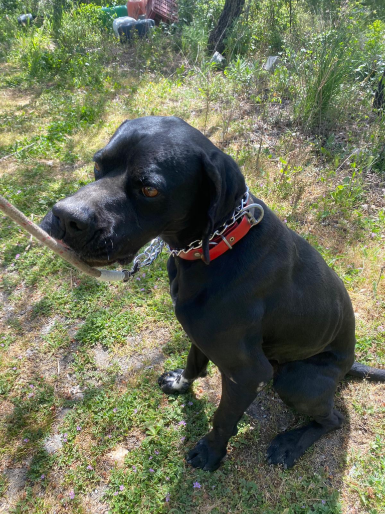 Rolo (adopted July 2026) Thumb