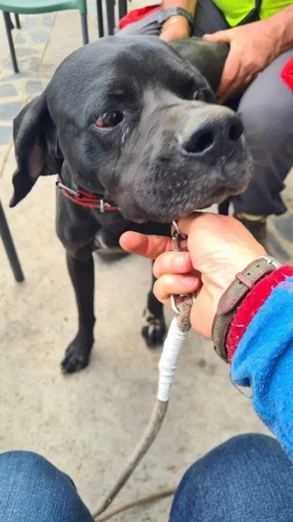 Rolo (adopted July 2026) Thumb