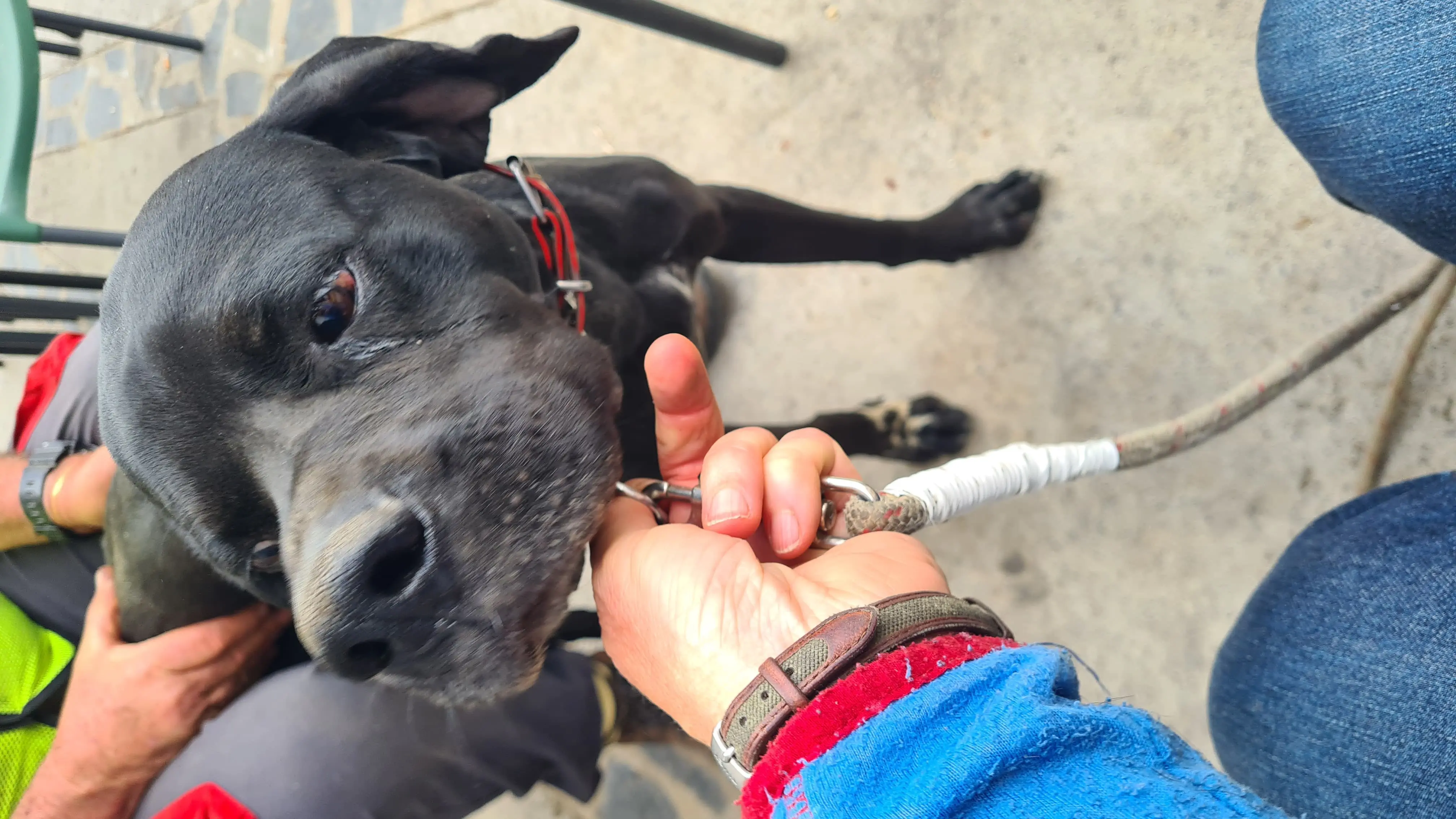 Rolo (adopted July 2026)