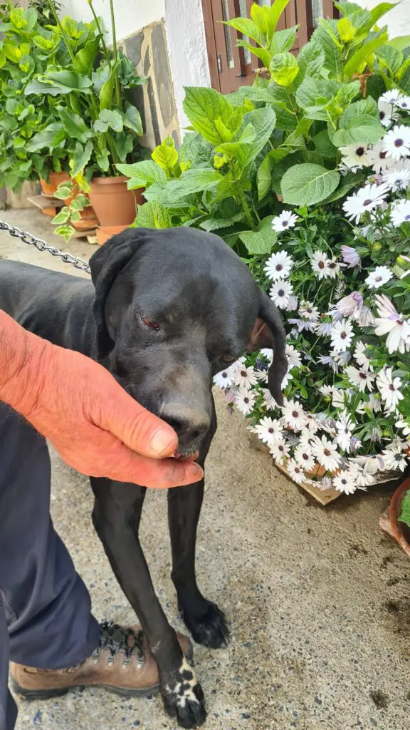 Rolo (adopted July 2026) Thumb