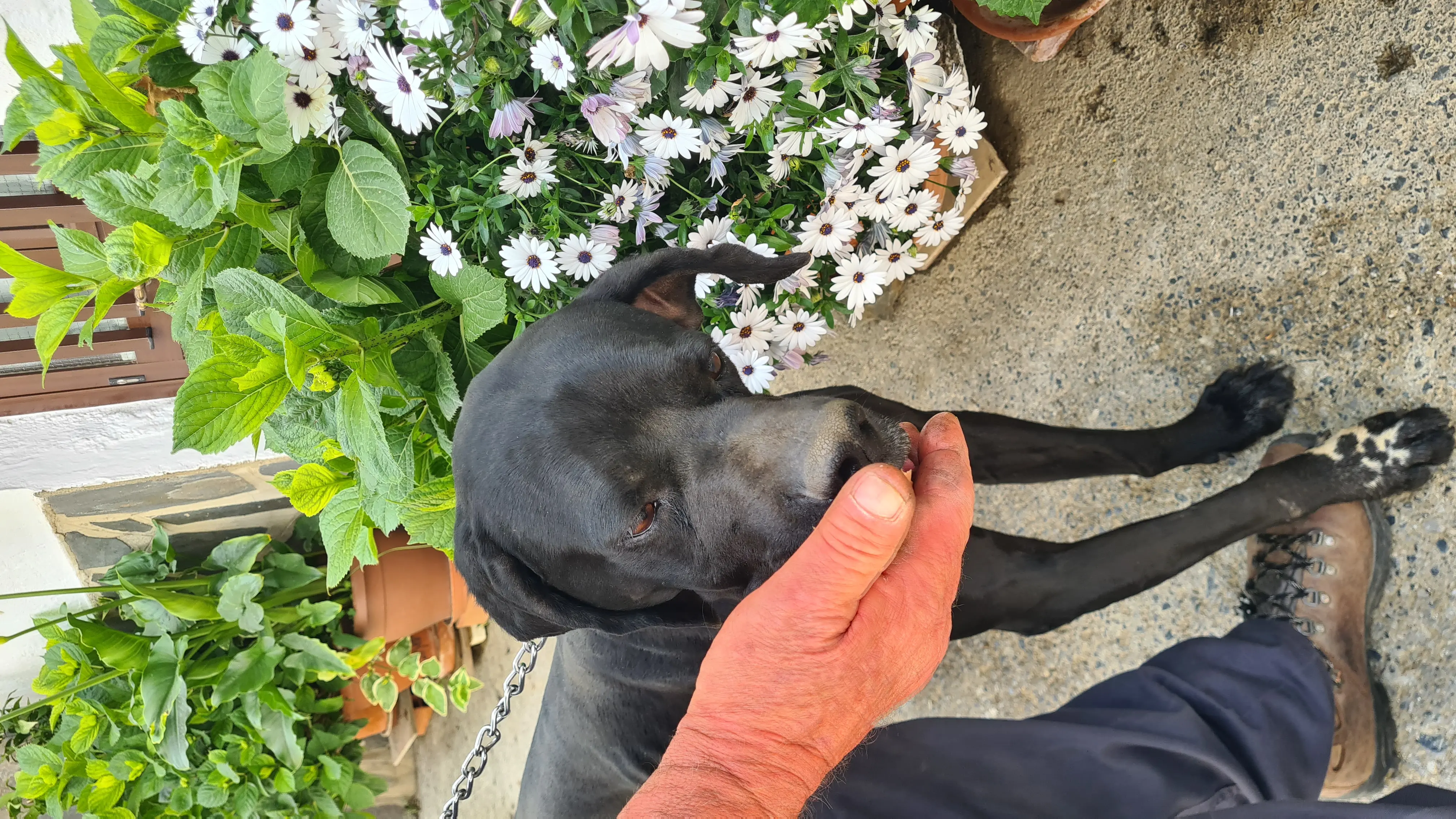 Rolo (adopted July 2026)